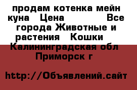 продам котенка мейн-куна › Цена ­ 35 000 - Все города Животные и растения » Кошки   . Калининградская обл.,Приморск г.